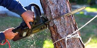 How Our Tree Care Process Works  in  Laverne, OK